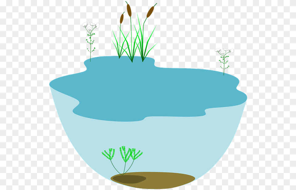 Lake Ecosystem Ecosystems Water Water, Tub, Plant, Birthday Cake, Cake Free Png
