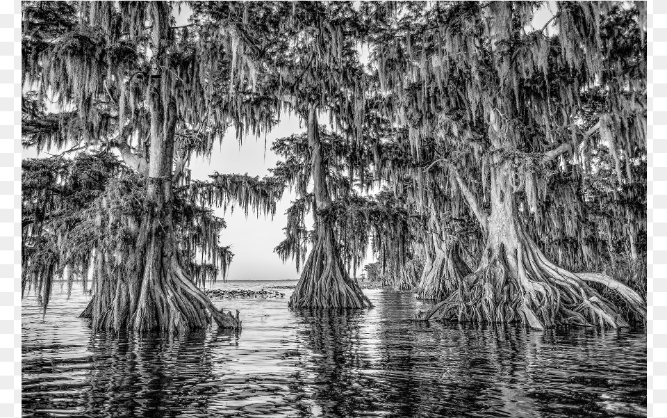 Lake Istokpoga Cypress Black And White, Land, Nature, Outdoors, Plant Png Image