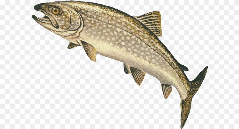 Lake Superior Fishermen Soon Shipped Many Tons Of Fish Lake Trout, Animal, Sea Life, Cod Png