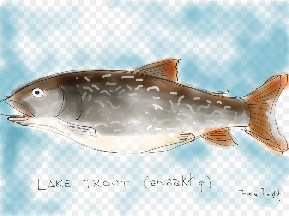 Lake Trout By Zoe Todd All Rights Reserved, Animal, Sea Life, Fish, Tuna Free Transparent Png