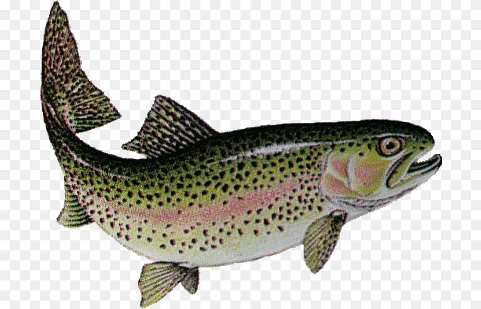 Lake Trout Free Library Trout Fish In India, Animal, Sea Life, Cod Png