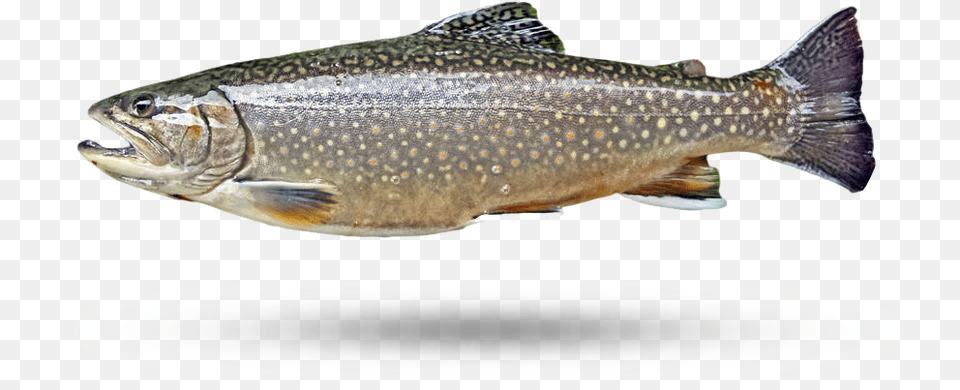 Lake Trout Truite Omble De Fontaine, Animal, Fish, Sea Life Free Transparent Png