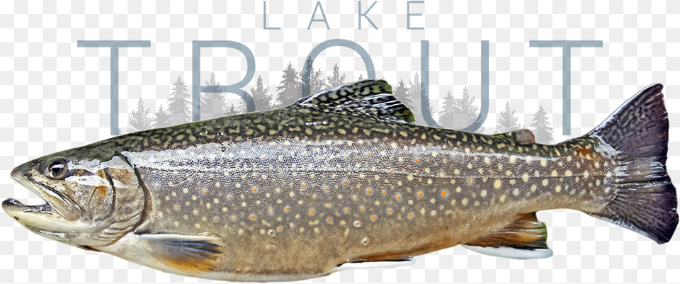 Lake Trout Truite Omble De Fontaine, Animal, Fish, Sea Life Free Png