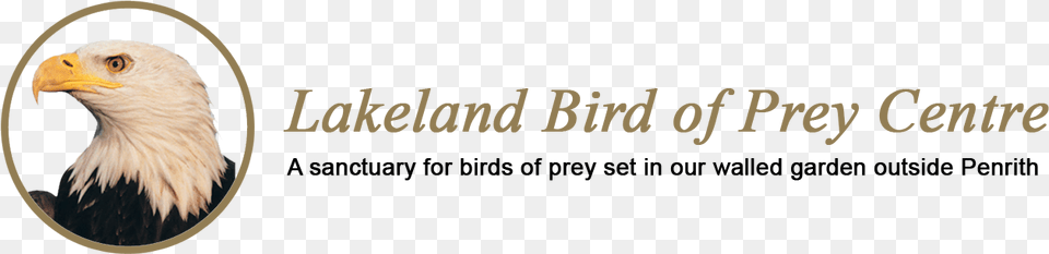 Lakeland Bird Of Prey Centre Tea, Animal, Beak, Eagle, Bald Eagle Png Image