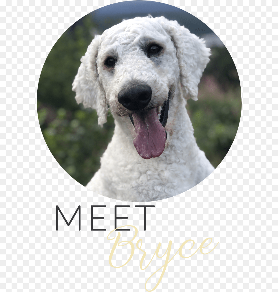 Lakeridge Galavanting Poodle Bryce Alaska Washington Dog Yawns, Animal, Canine, Mammal, Pet Free Png Download