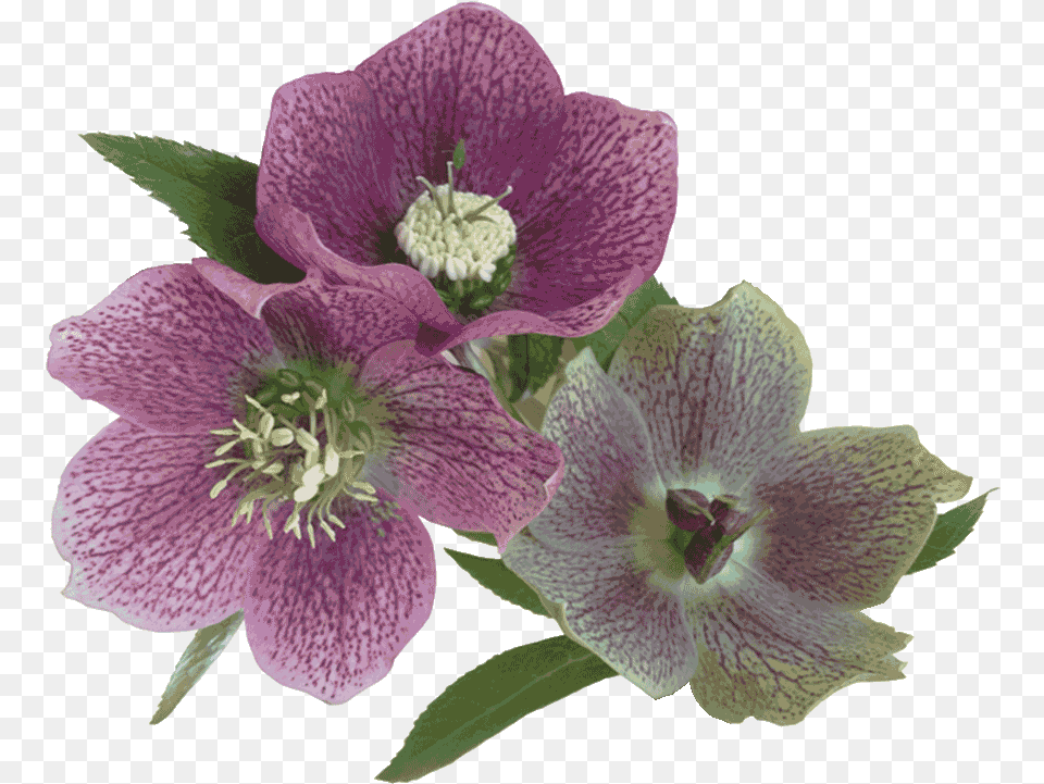 Lakeside Flowers Lily Family, Anemone, Anther, Flower, Geranium Free Png