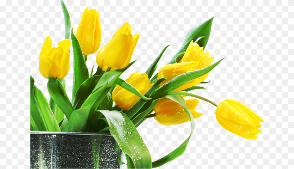 Lale Tulips Tulipn Laleler, Flower, Flower Arrangement, Plant, Flower Bouquet Free Png