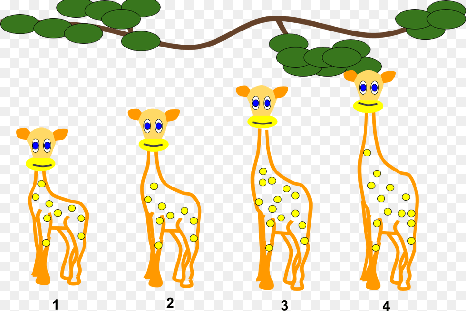Lamarckian Inheritance Giraffes Animal Evolution Clipart, Giraffe, Mammal, Wildlife Free Transparent Png