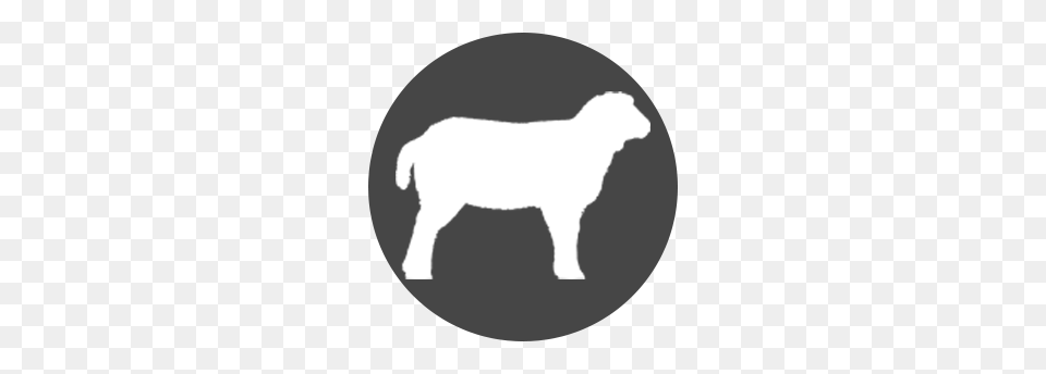 Lamb, Silhouette, Animal, Canine, Dog Free Png