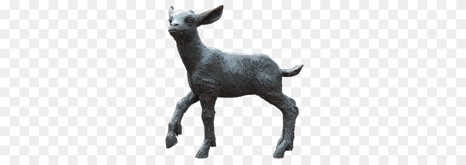 Lamb Livestock, Animal, Mammal, Kangaroo Free Transparent Png