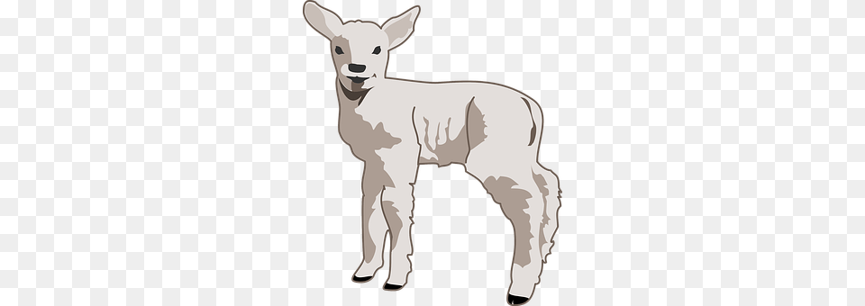 Lamb Baby, Livestock, Person, Animal Free Transparent Png