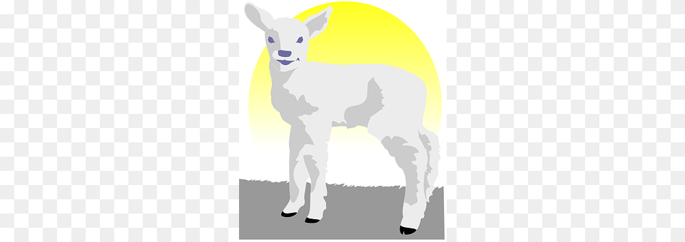 Lamb Livestock, Animal, Mammal, Cat Free Png