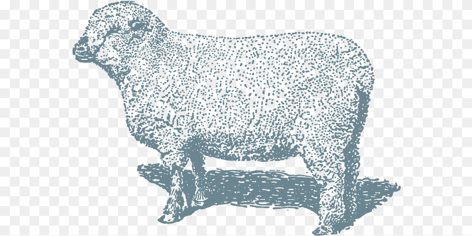 Lamb 8x10 Sheep, Animal, Bull, Mammal, Livestock Free Png Download