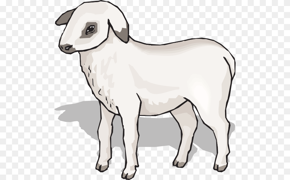 Lamb Clip Arts Download, Livestock, Animal, Mammal, Cattle Png