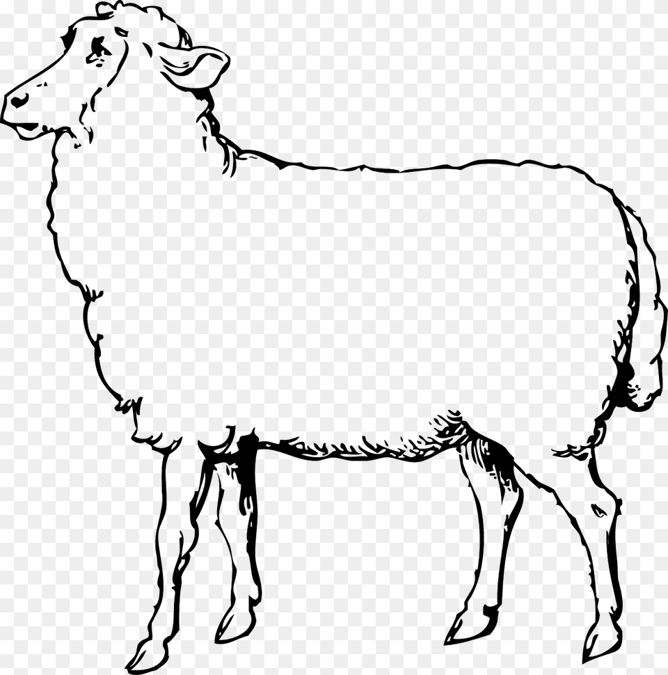 Lamb Drawing Black And White Clip Art Sheep Black And White, Livestock, Person, Animal, Mammal Free Png Download