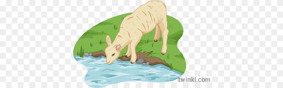 Lamb Drinking Water From Stream Grazing, Livestock, Animal, Mammal, Cattle Png Image