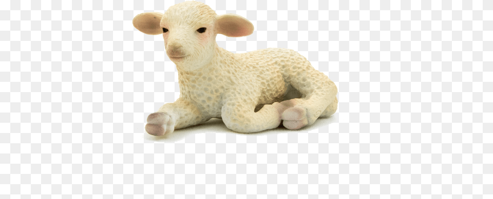 Lamb Lying Down, Animal, Livestock, Mammal, Sheep Png Image