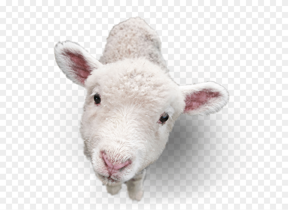 Lamb Picture Lamb, Animal, Livestock, Mammal, Sheep Png