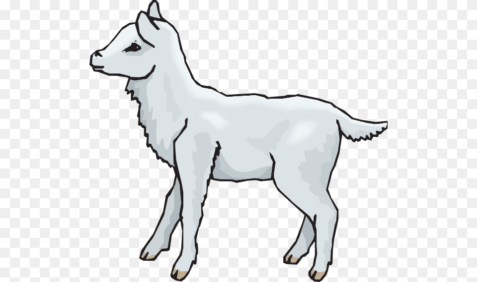 Lamb Standing Clip Arts For Web, Livestock, Animal, Mammal, Goat Free Png Download