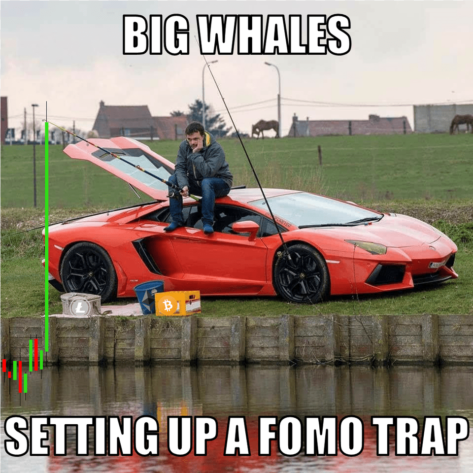 Lamborghini Fishing Meme, Wheel, Plant, Spoke, Machine Free Png Download