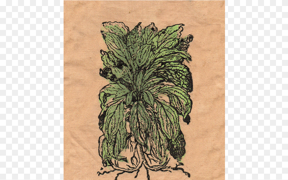 Lambs Ear Patch Sketch, Embroidery, Pattern, Plant, Home Decor Free Png