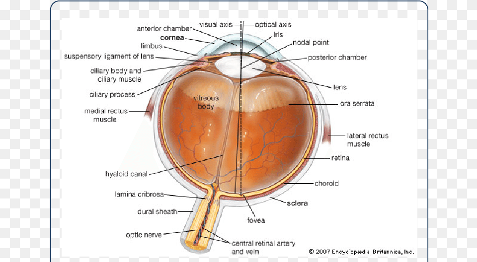 Lamina Cribrosa Eye, Cup Free Png Download