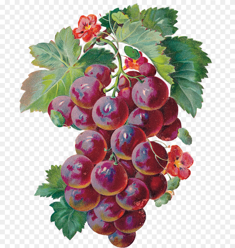 Laminas Para Decoupage Grapes Gif, Food, Fruit, Plant, Produce Free Transparent Png