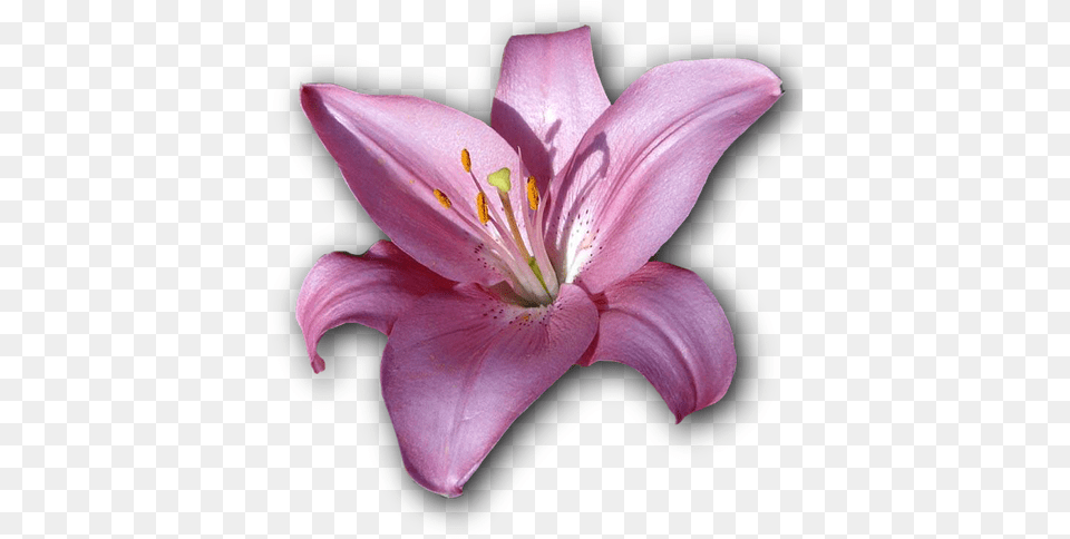 Laminated Poster Flower Violet Isolated Lily Print 24 X 36 Purple Lily Flower, Plant, Anther, Petal Png Image