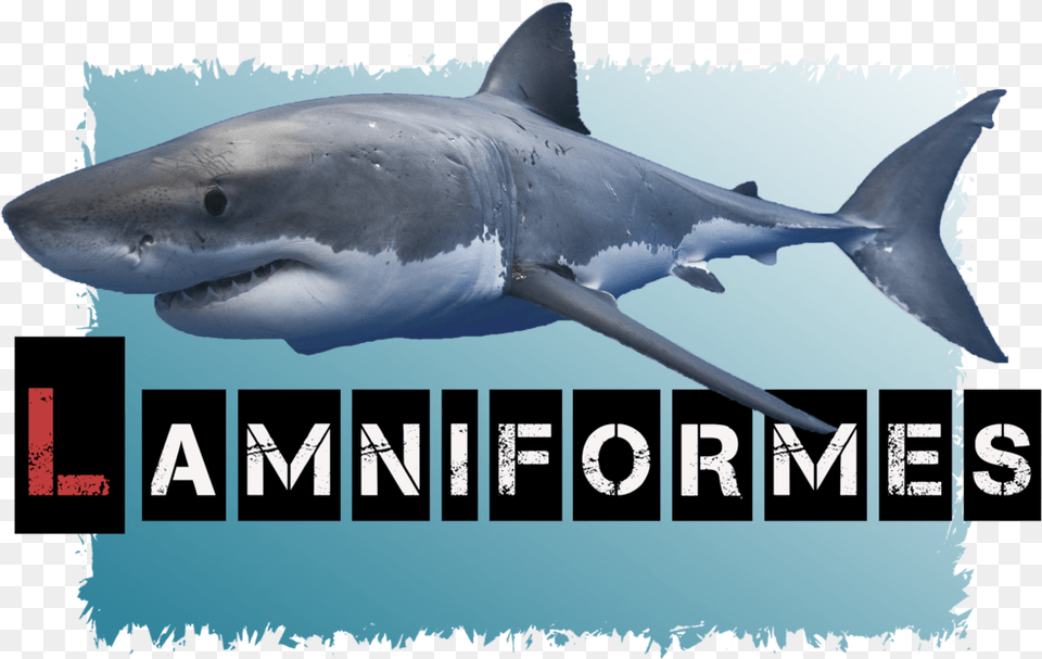 Lamniformes Avatar Great White Shark, Animal, Fish, Sea Life, Great White Shark Png Image