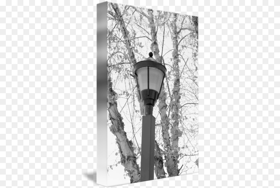 Lamp Post By Scott Coleson Tree, Plant, Lampshade Png Image