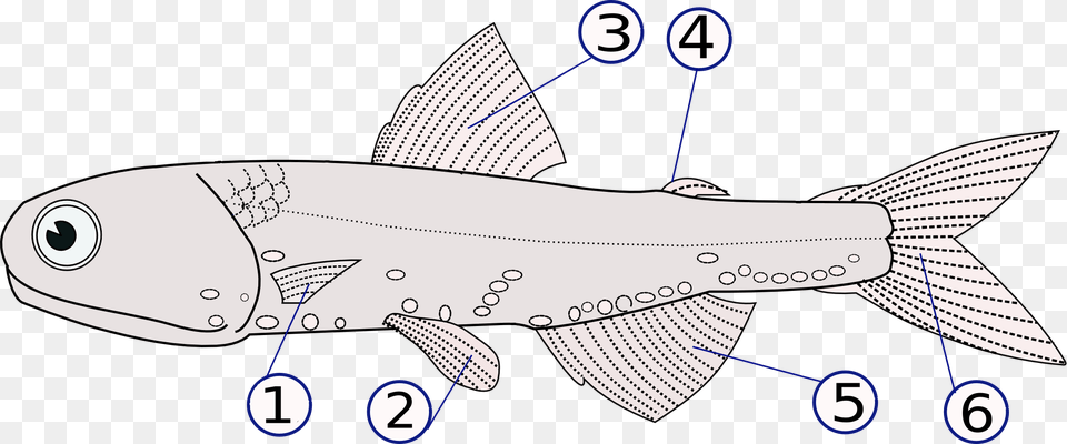 Lampanyctodes Hectoris Fins Fish, Animal, Sea Life, Aircraft, Airplane Free Png Download