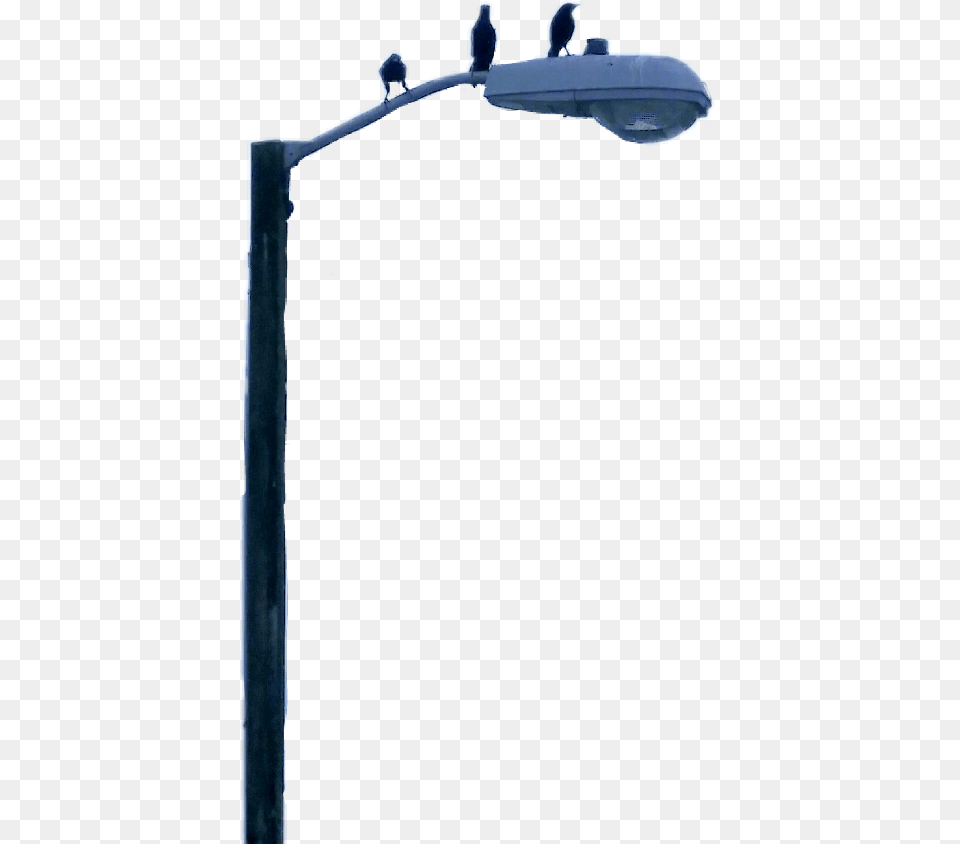 Lamppost Freetoedit Street Light, Lamp Post, Animal, Bird Free Png
