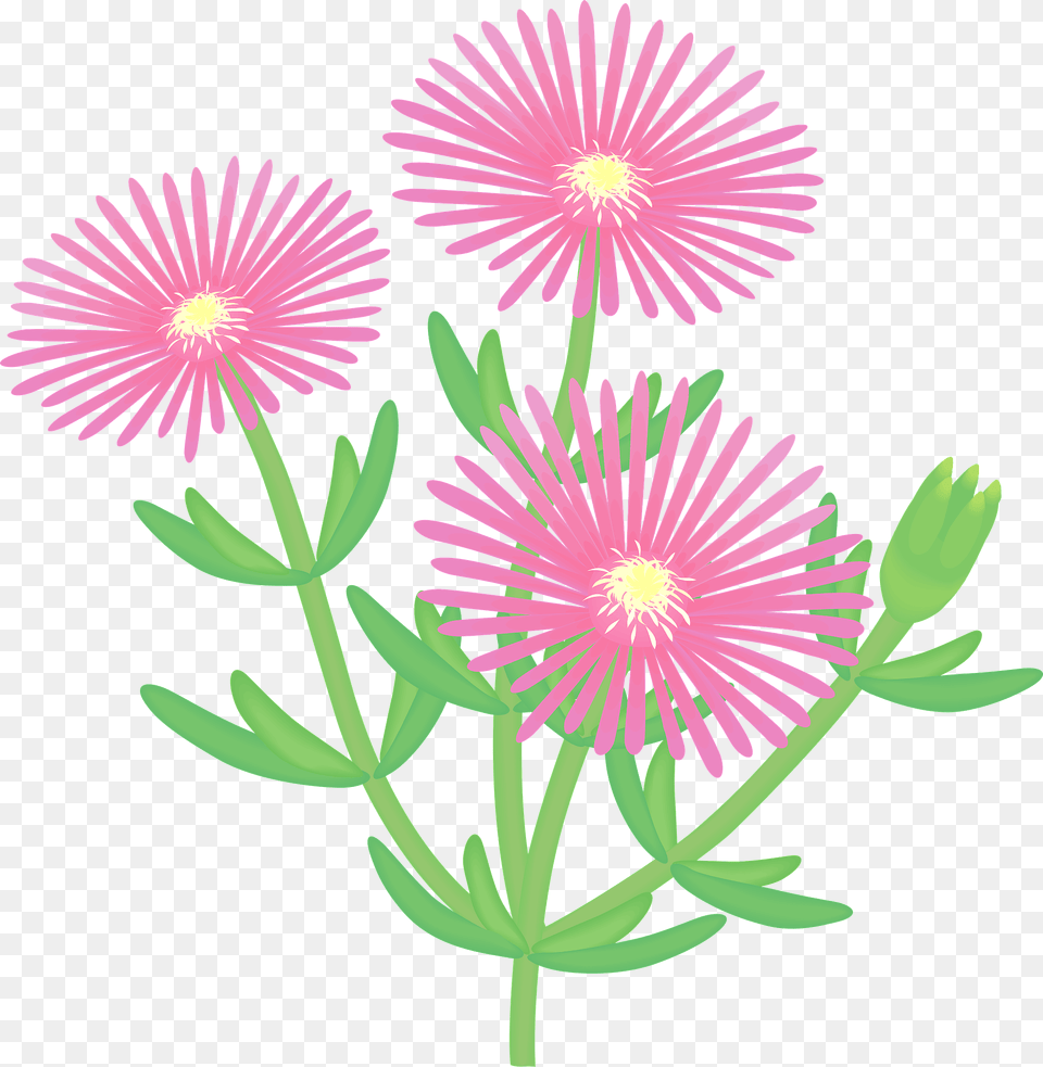 Lampranthus Spectabilis Flower Trailing Ice Flowers Clipart, Daisy, Plant, Petal Free Transparent Png