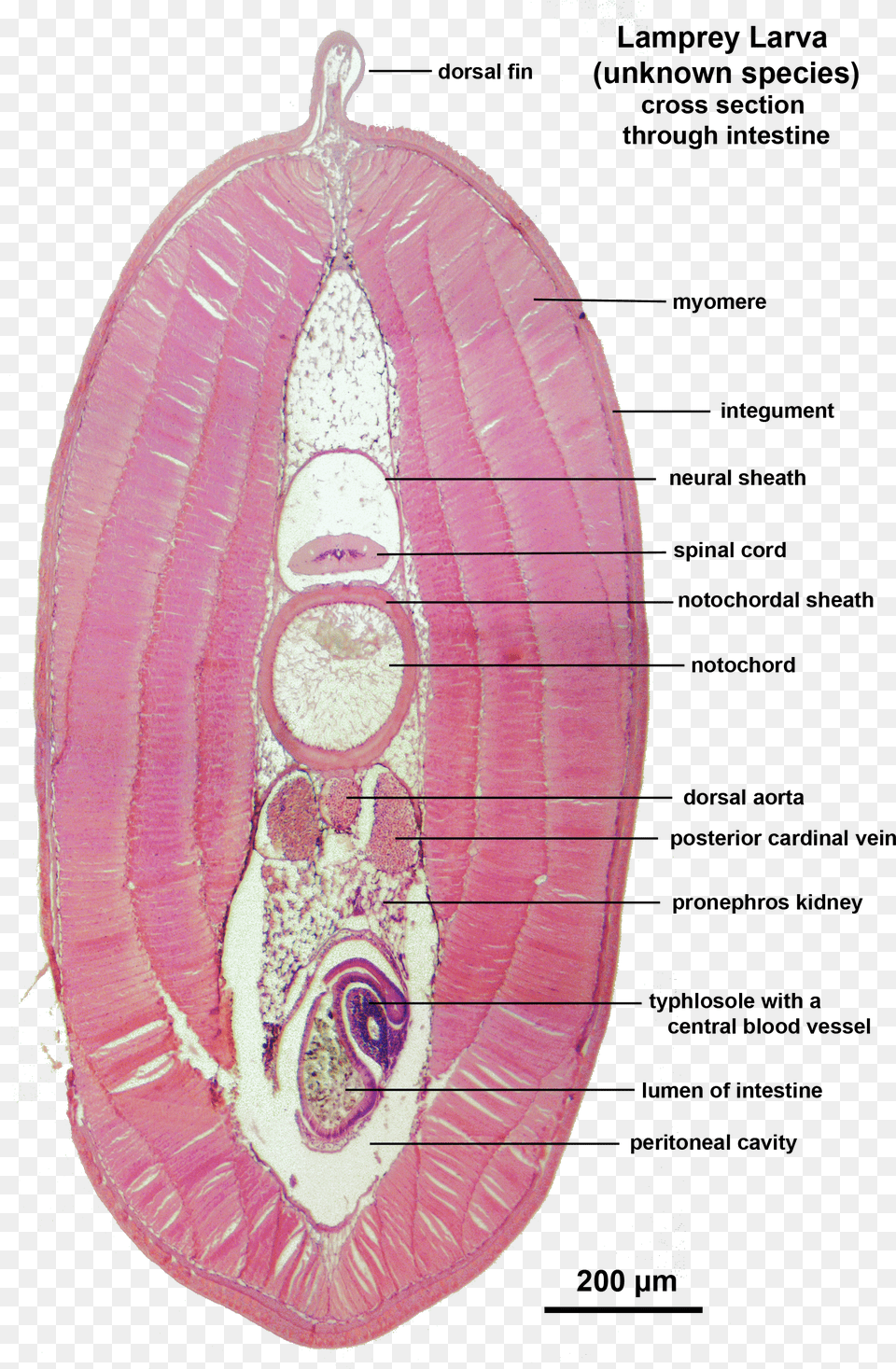 Lamprey Larva X Sect Intestine Labelled Lamprey Anatomy Cross Section, Sword, Weapon, Stick, Cane Png