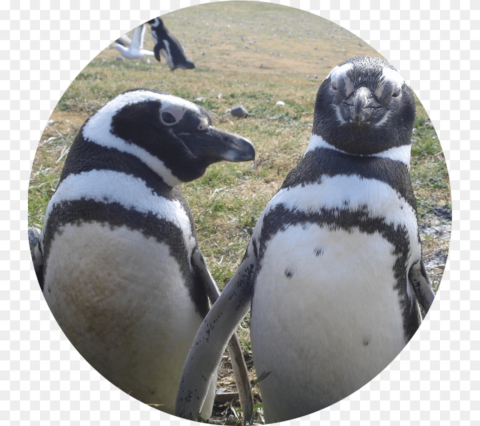 Lana Labs Penguins Gmbh U2013 Sustainability African Penguin, Animal, Bird Free Png