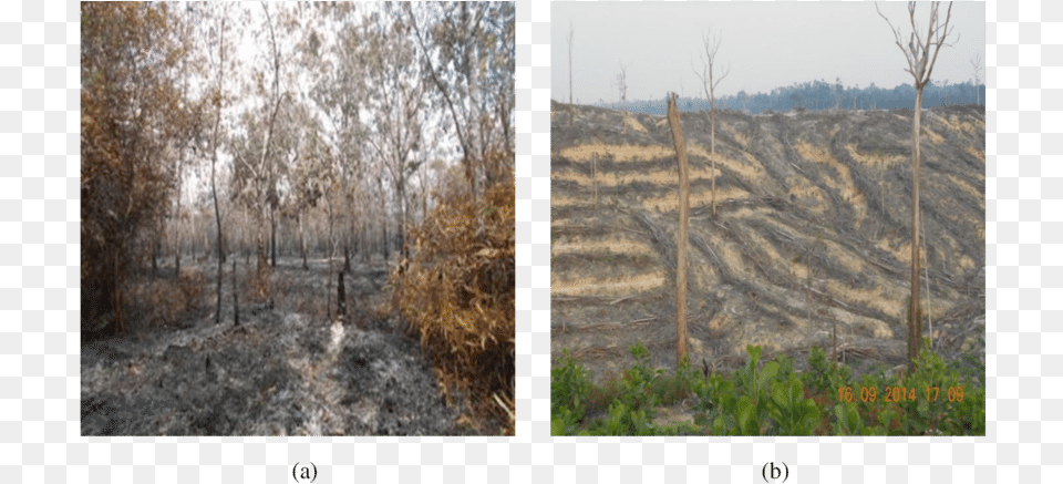 Land Clearing Methods In Oil Palm Plantations Use Fire Plantation, Art, Vegetation, Soil, Plant Free Png