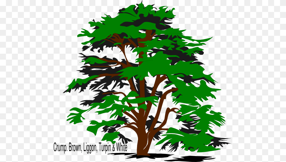 Land Labor And Capital Resources, Plant, Tree, Green, Oak Png