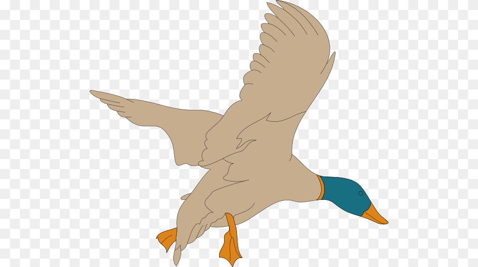 Landing Mallard Svg Clip Arts Wild Duck, Animal, Bird, Goose, Waterfowl Free Png