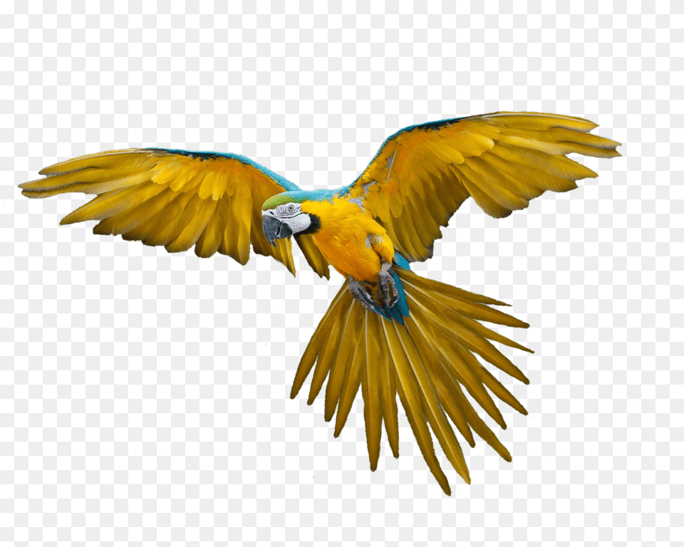 Landing Parrot, Animal, Bird, Macaw Free Png Download