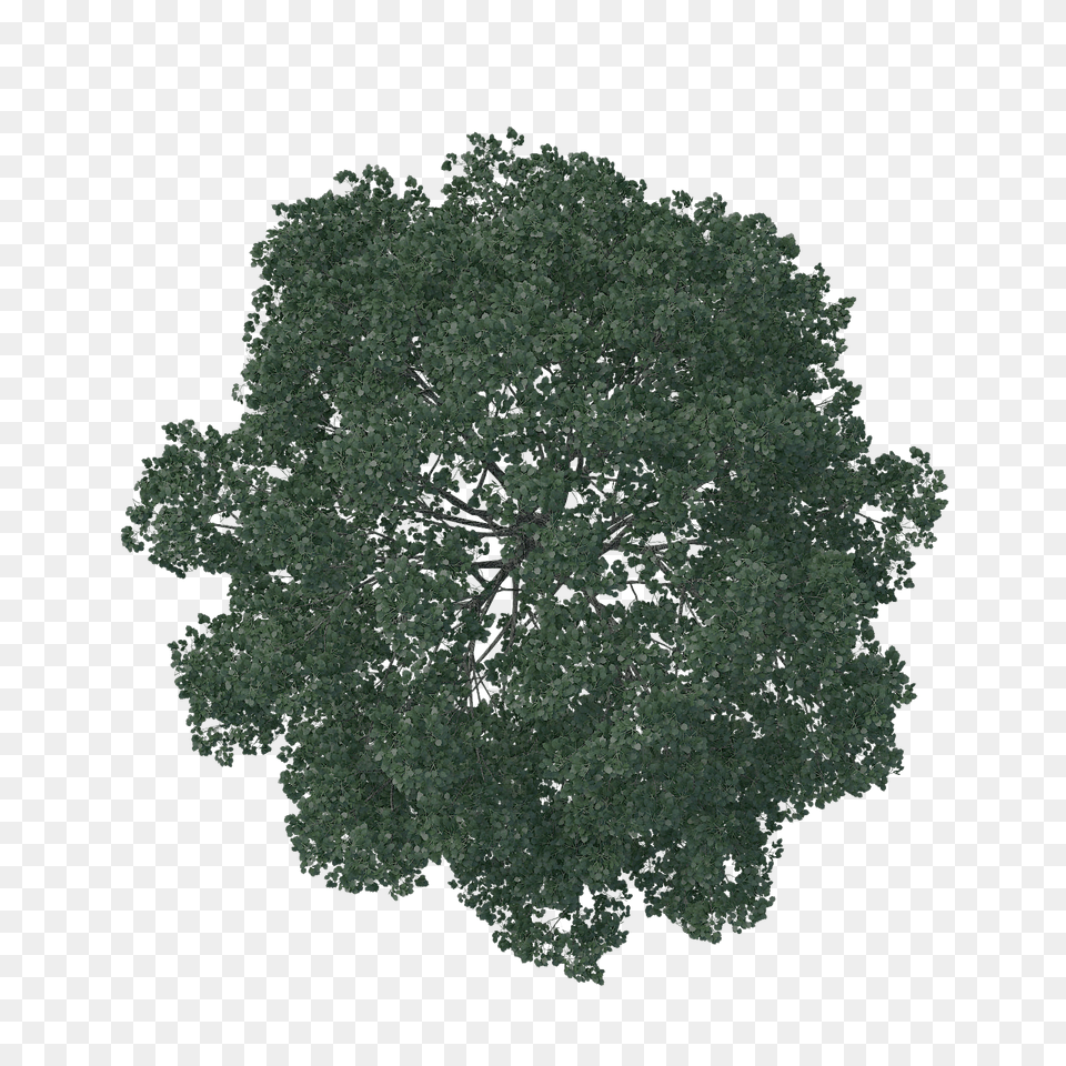 Landscape And Vectors For Tree Plan Silhouette, Oak, Plant, Sycamore, Tree Trunk Png