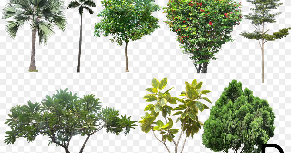Landscape Architecture Trees, Vegetation, Tree, Leaf, Plant Png