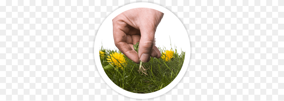 Landscape Cleanups Abrock Pest Management, Plant, Person, Hand, Grass Free Transparent Png