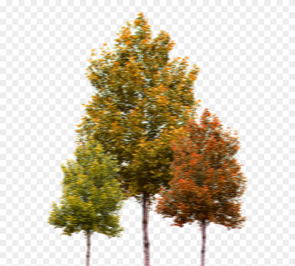 Landscape Design Kinds Of Tree, Maple, Plant, Conifer, Oak Free Png