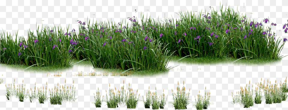 Landscape Flowers Plants And Flowers In, Water, Vegetation, Pond, Plant Png