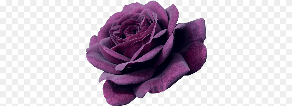 Landscape Nature Purple Rose Rose Twice In A Blue Moon, Flower, Plant Free Png