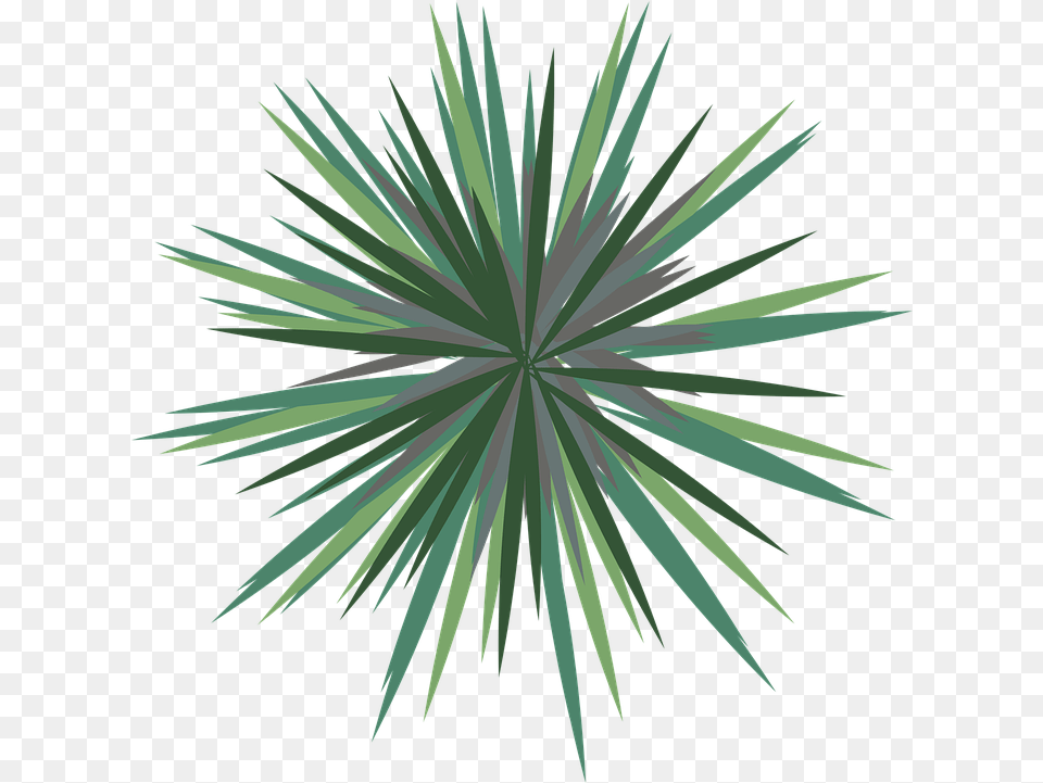 Landscape Palm Tree Plan Vector Graphic On Pixabay Palm Tree Plan, Fireworks, Plant Free Png