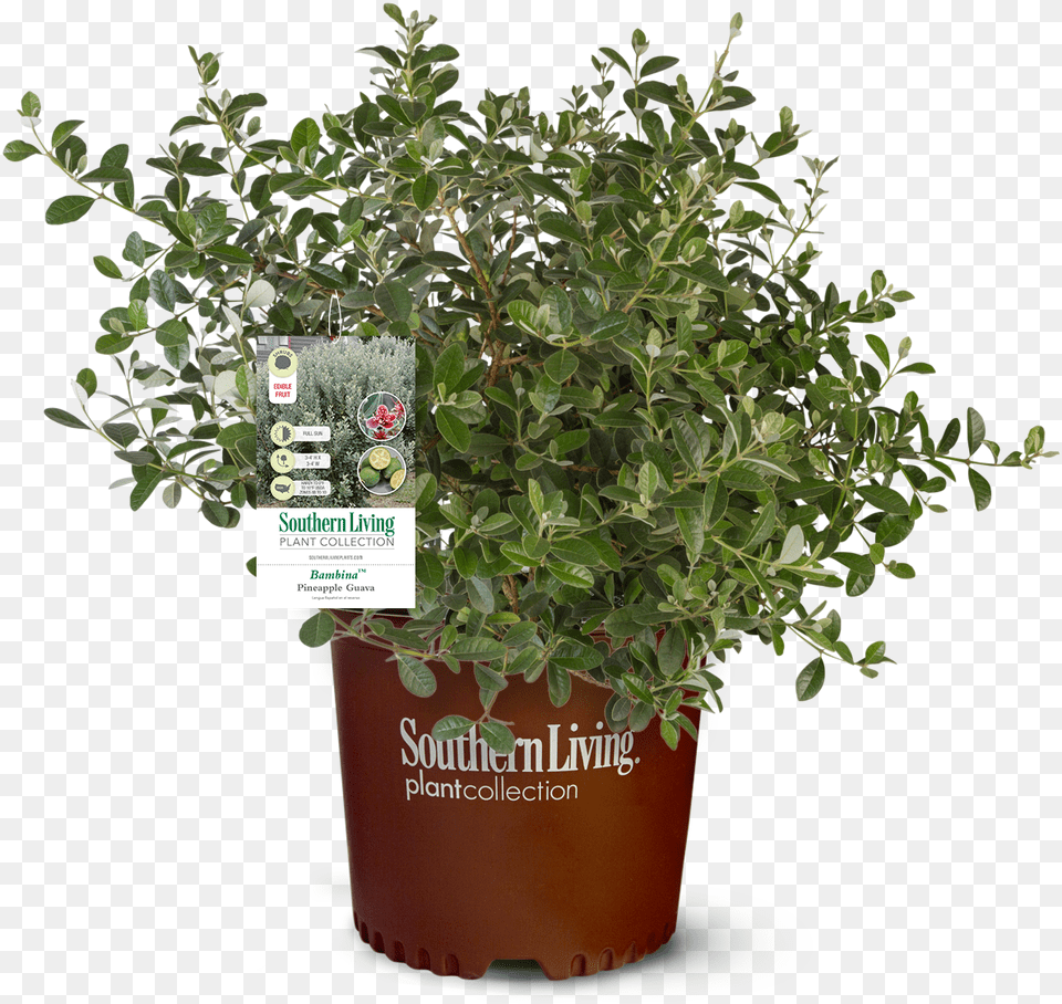 Landscape Pineapple Guava Tree, Herbal, Herbs, Plant, Leaf Free Png