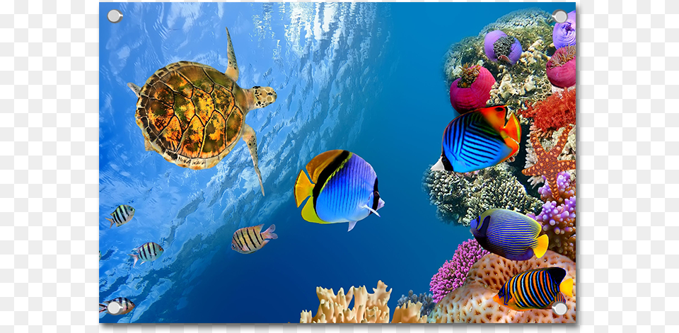 Landscape Underwater 4k, Animal, Sea Life, Sea, Water Png Image