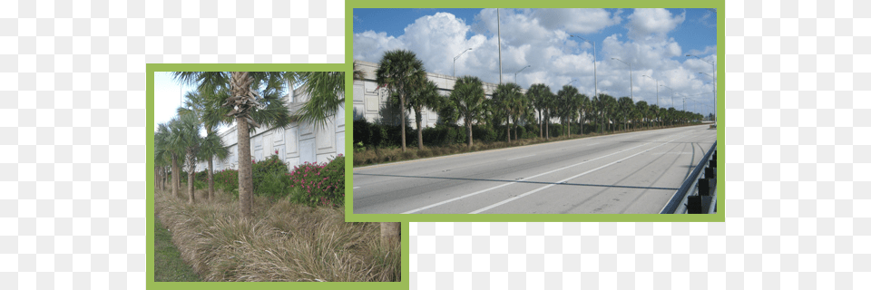 Landscaping Along State Road 80 Road, Freeway, Highway, Plant, Tree Png Image