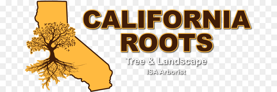 Landscaping Contractor In Modesto Ca California Roots Tree Vertical, Leaf, Plant, Outdoors, Book Png Image